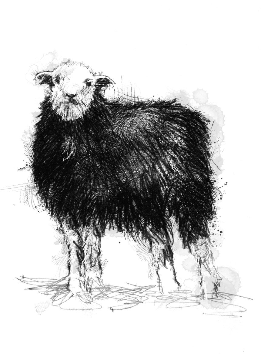 Herdwick sheep by Sean Briggs