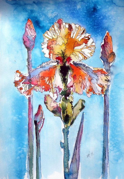 Lily from my garden by Kovács Anna Brigitta