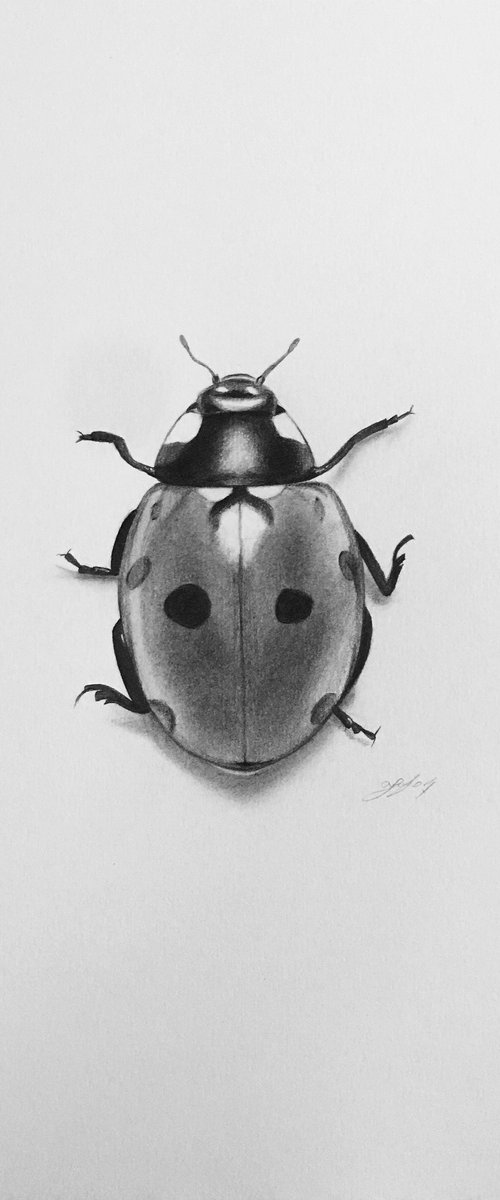 Ladybug by Amelia Taylor