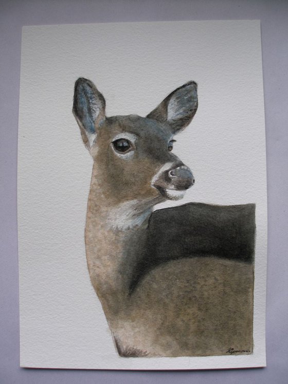 Whitetail Deer Watercolour