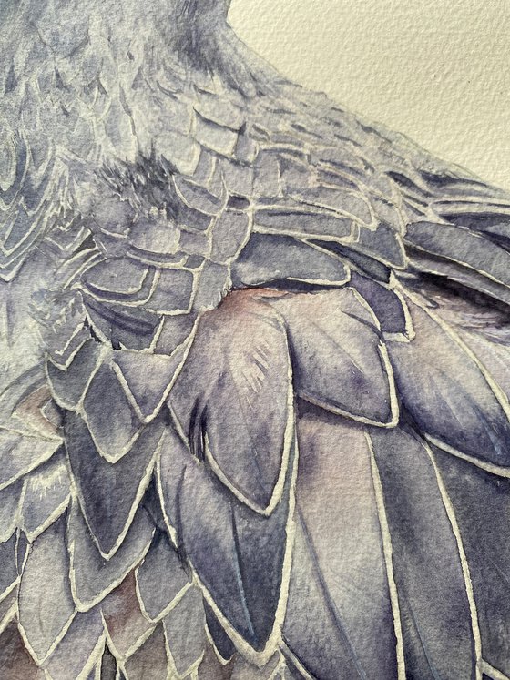 Shoebill bird portrait on white background