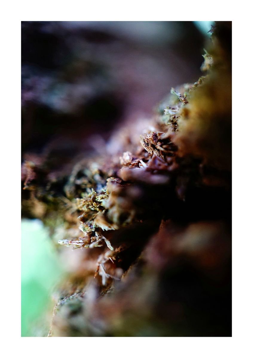 Abstract Nature Photography 15 (LIMITED EDITION OF 15) by Richard Vloemans