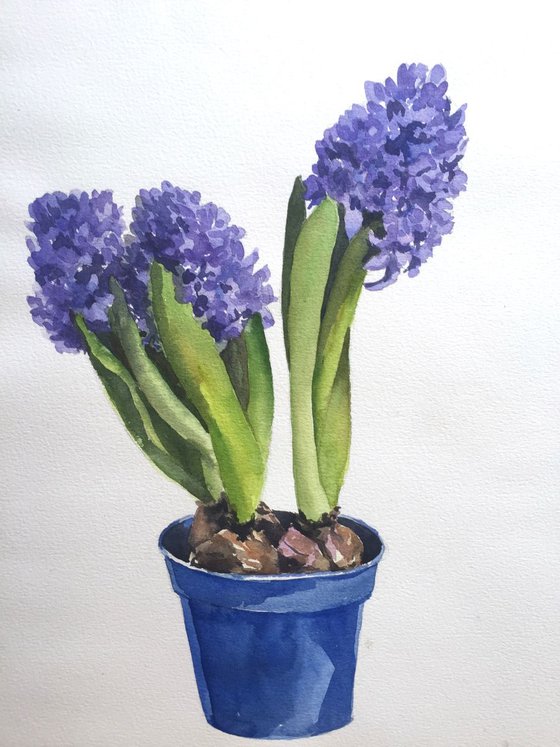 Hyacinths in a pot