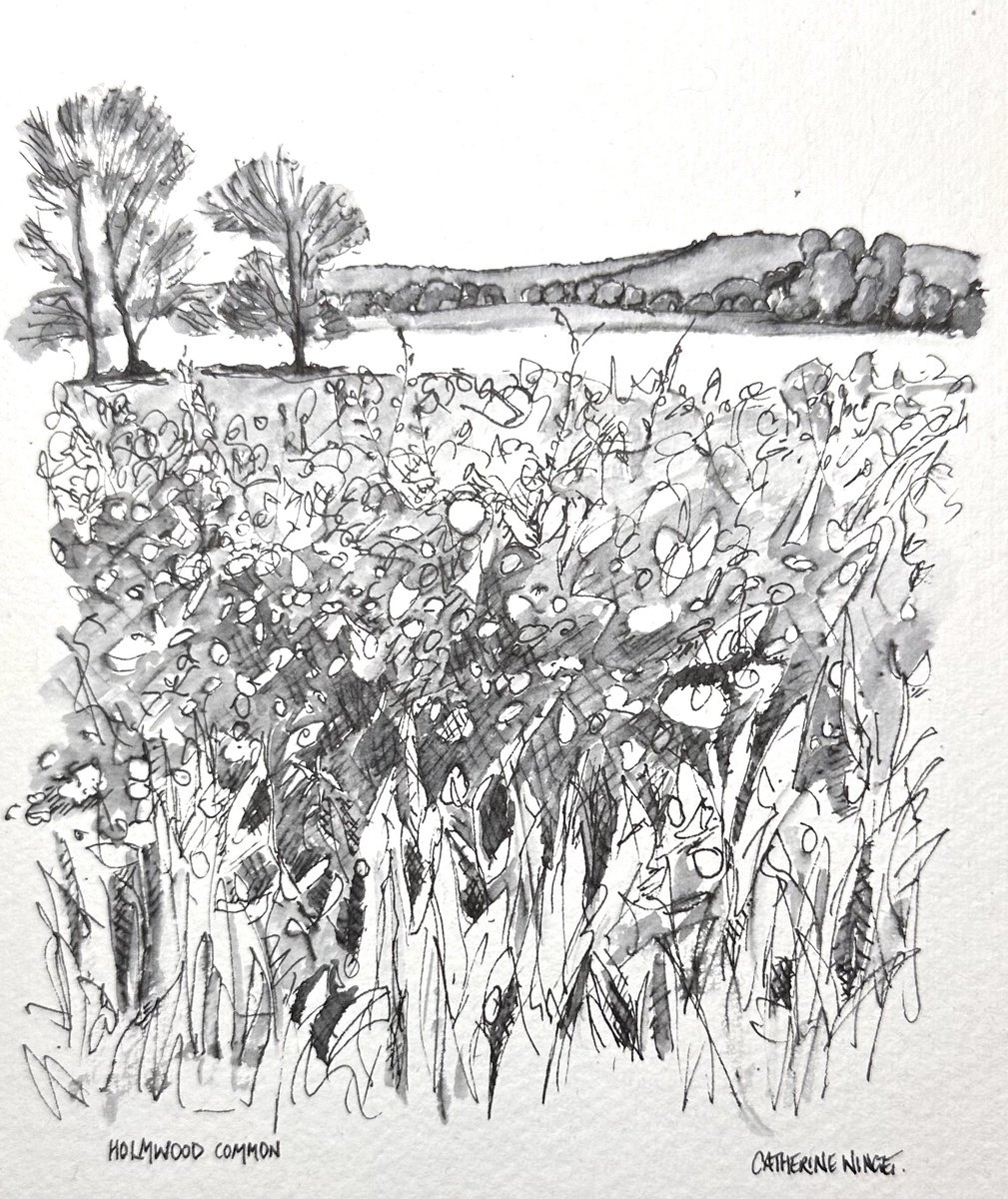 Landscape Ink Drawing By Catherine Winget, 8 X 9, Holmwood Common In Spring. Surrey. Pen & Ink, Original Artwork