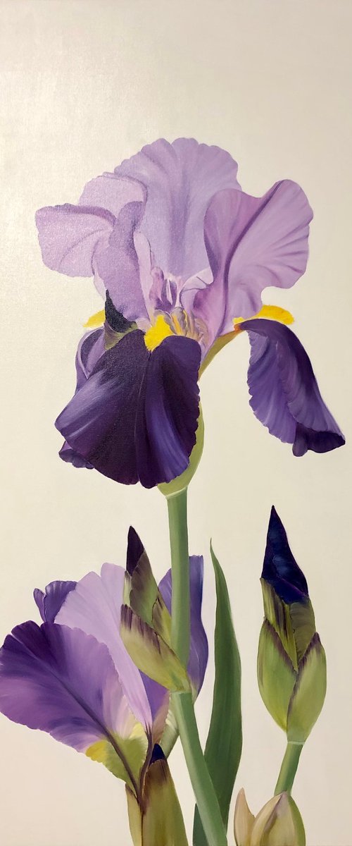 Iris flower spring, garden, botanical by Nataliia Krykun