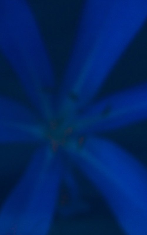 Blue Flower by Jan Walczewski