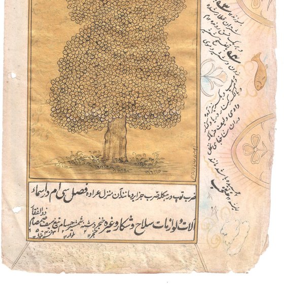 Antique Banyan Tree with Persian Calligraphy