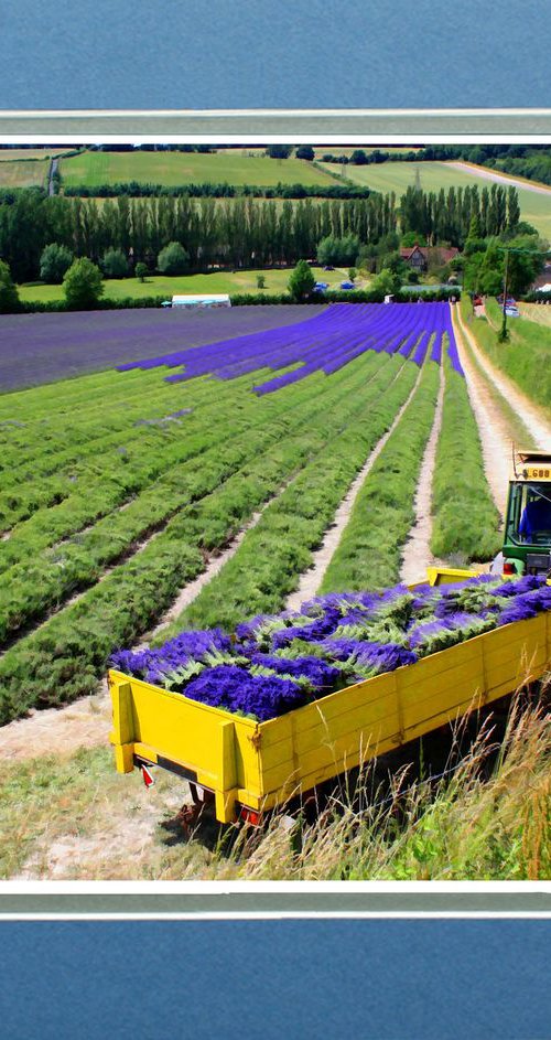 Lavender Harvest by Robin Clarke