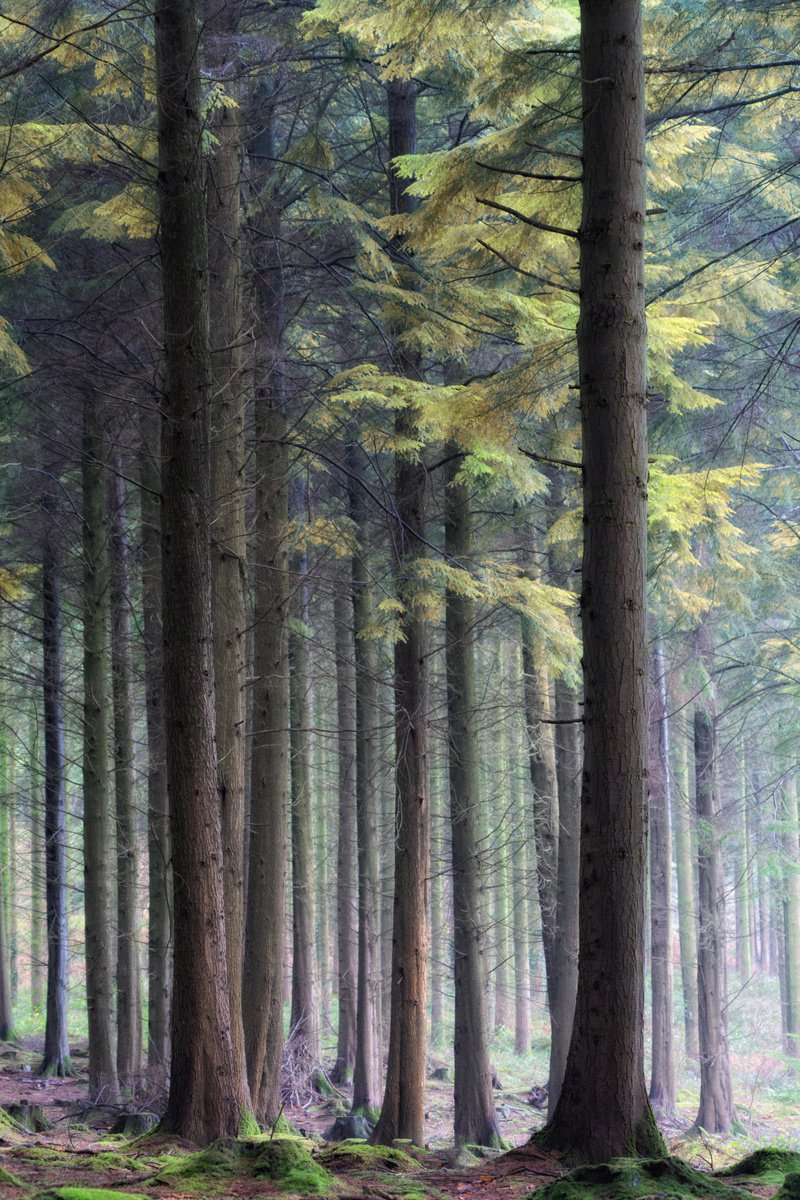Photorealistic Photograph , Ladock Pines By Paul Nash, 16 X 24, Artwork For Sale On Artfinder