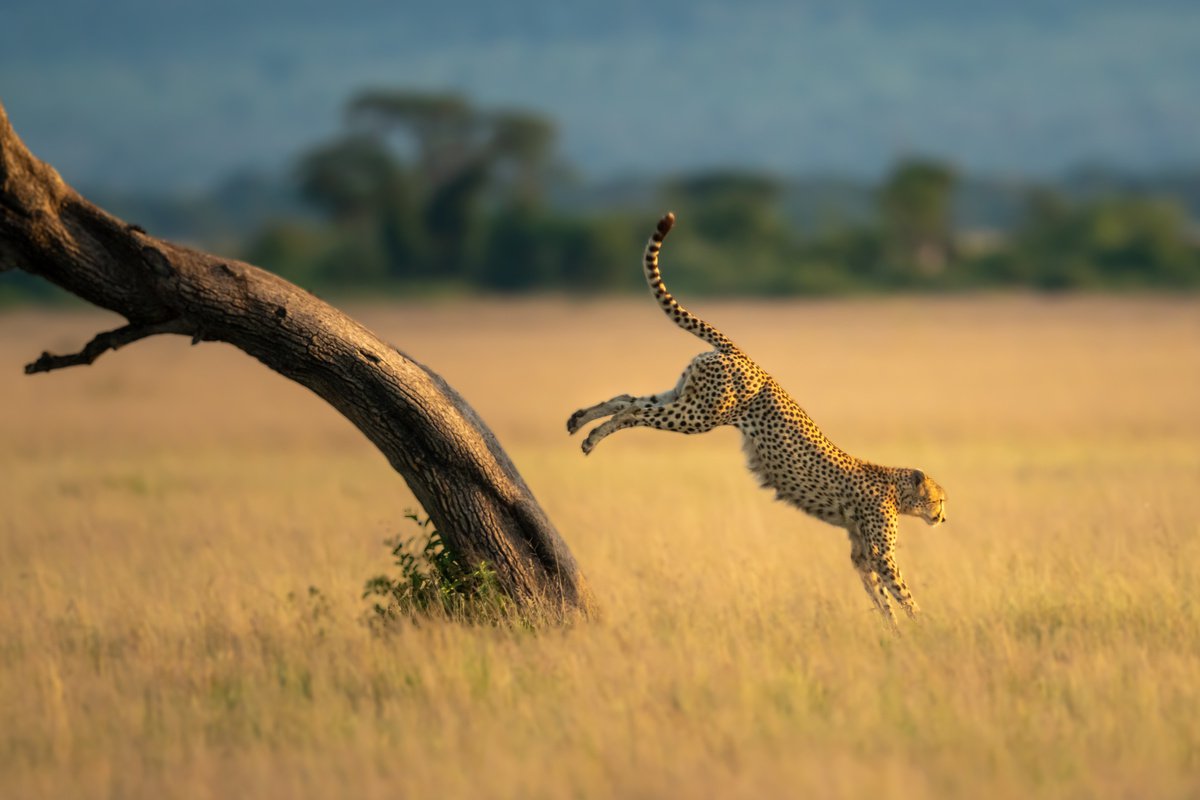 Photorealistic Animal Photograph By Nick Dale, 33 X 26", "You Should See Me Run...", Original Artwork