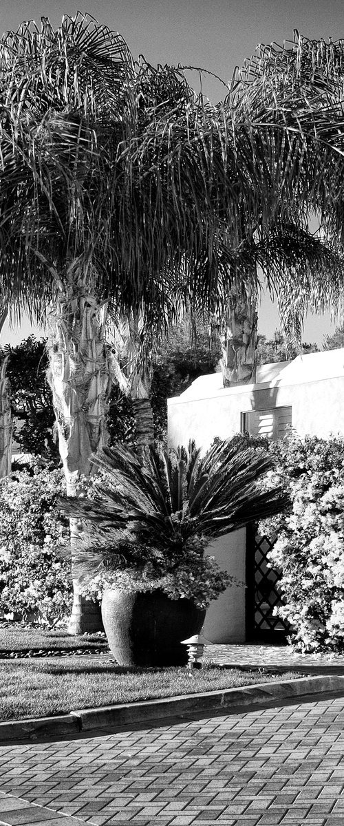 PALMS OF MARRAKESH NOIR by William Dey