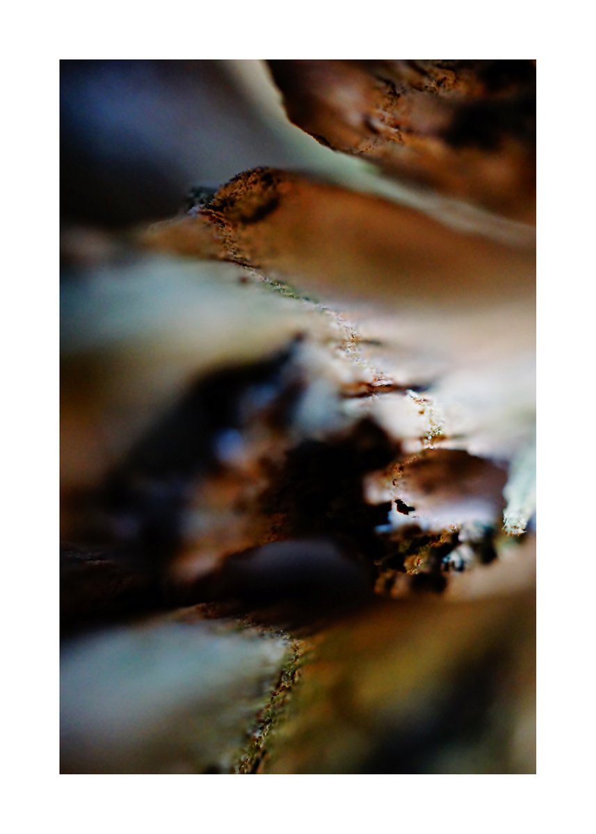 Abstract Nature Photography 154 (LIMITED EDITION OF 15) by Richard Vloemans