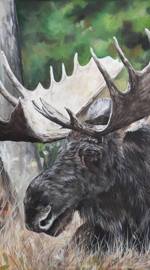 Wildlife - Animal - Moose - "Bull in the Grass" by Katrina Case