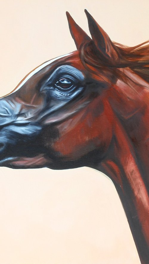 Arabian horse by Marie Madej