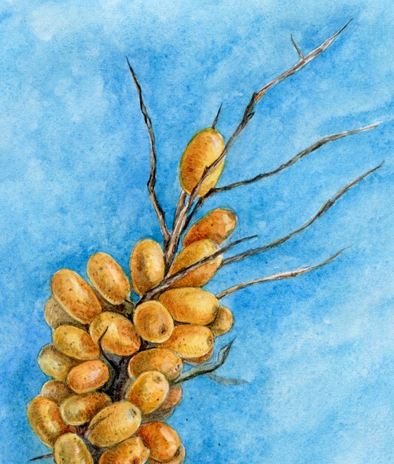 Seabuckthorn watercolor illustration on bright blue background