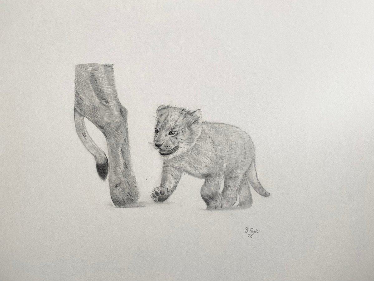 Lion cub following mum by Bethany Taylor