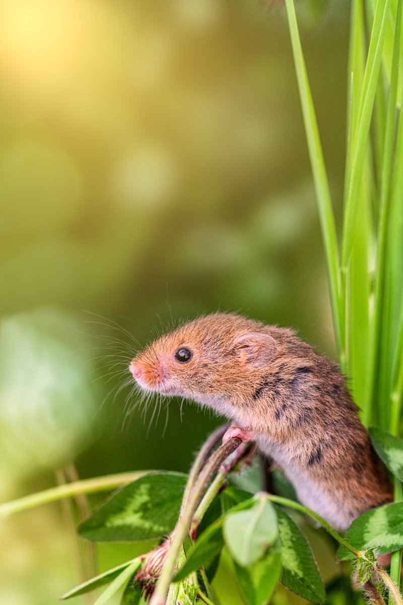 Impressionistic Animal Photograph By Paul Nash, 16 X 24", Golden Mouse, Original Artwork