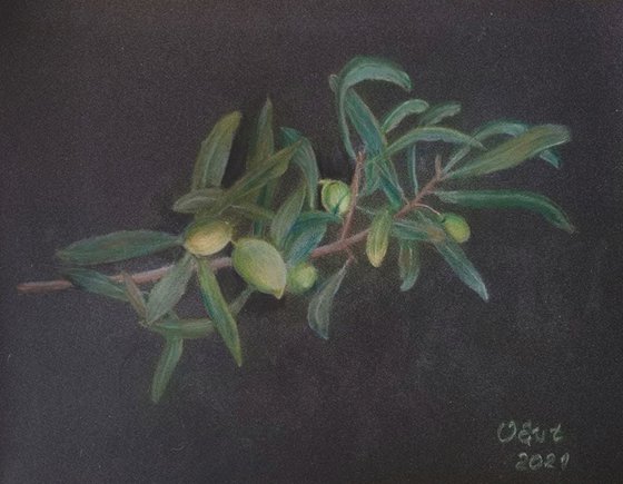 Sicilian olive branch. Original pencil drawing from life. Ramo d'ulivo siciliano