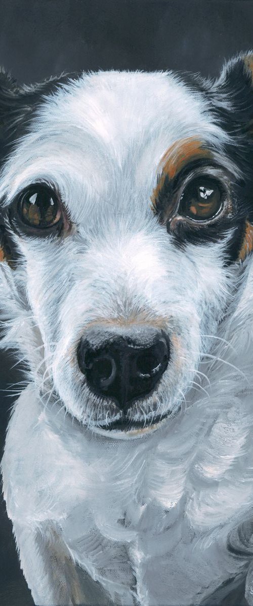 Boris the Jack Russell by Nicola Colbran
