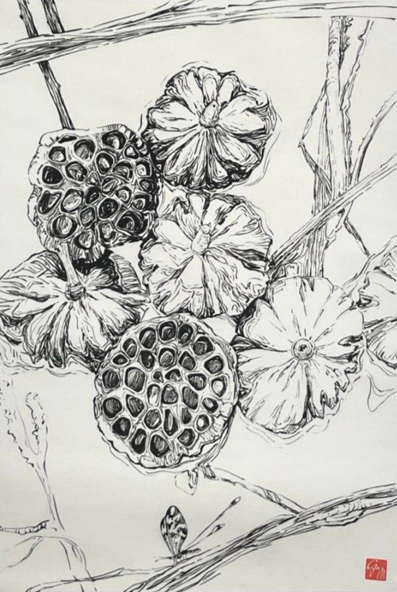 Botanical Ink Drawing By Guzel Min, 13 X 28, Lotus Pods Ink Drawing, Original Artwork