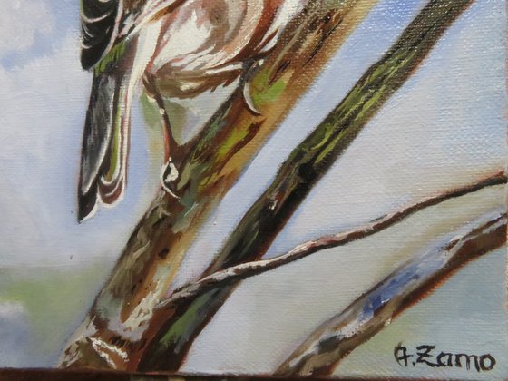 Eurasian chaffinch