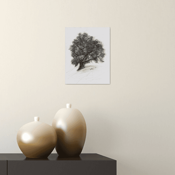 Dessin au fusain, Etude d'arbre, Chêne, 26 x 20,5 cm