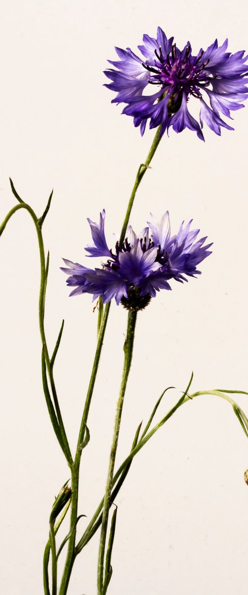 Asteraceae by Sandra Platas Hernandez