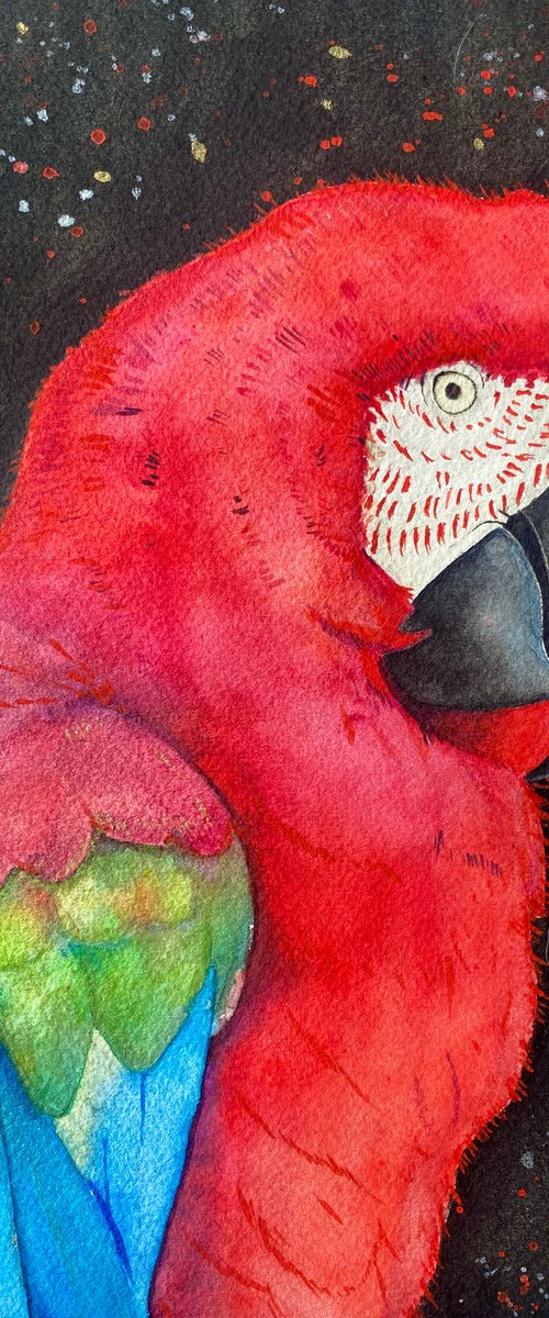 Red macaw parrot watercolour painting. by Bethany Taylor