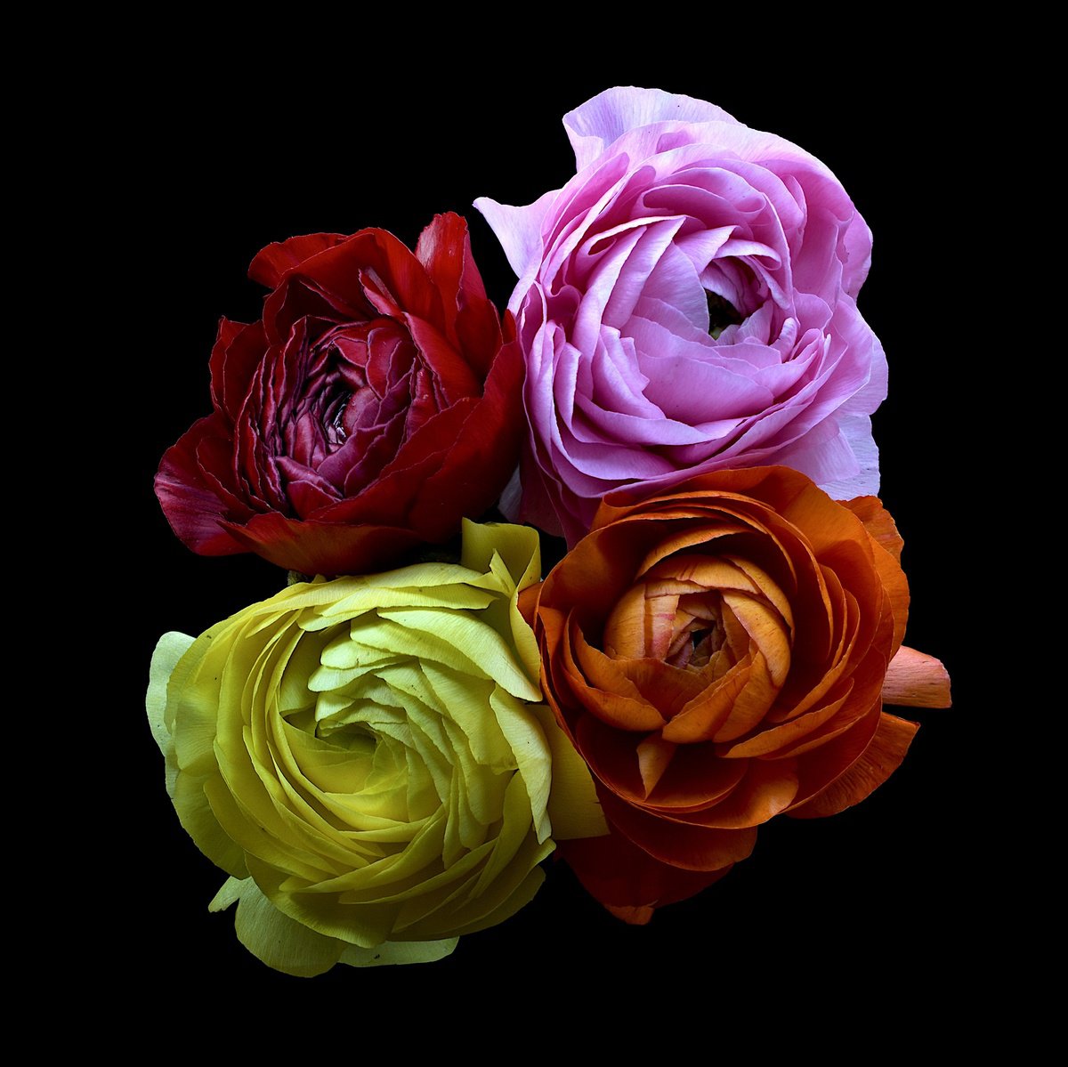 Botanical Photograph By Nadia Culph, 24 X 24", Four Ranunculi, Original Artwork