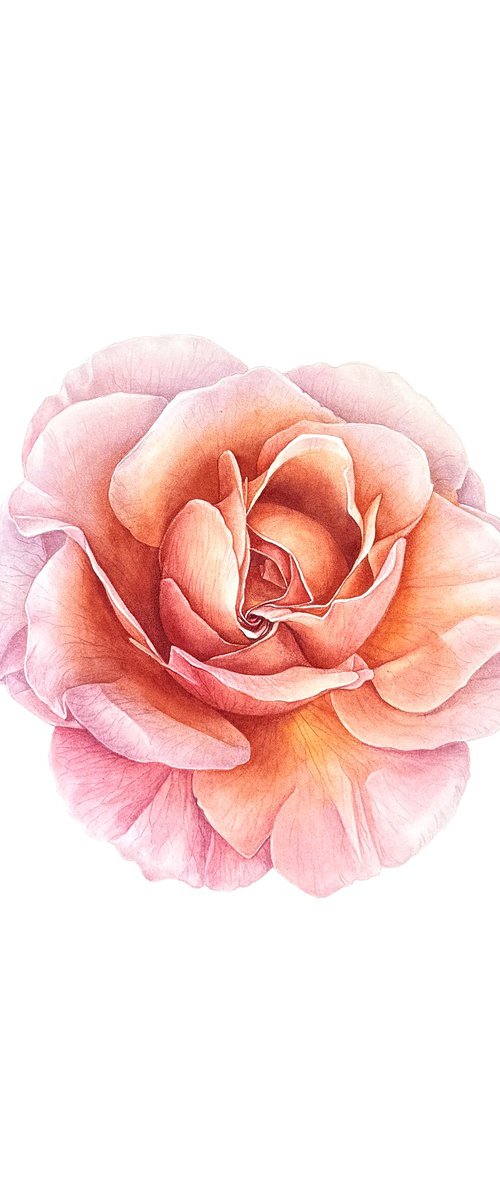 Fire Rose Painting by Yuliia Prokopchuk