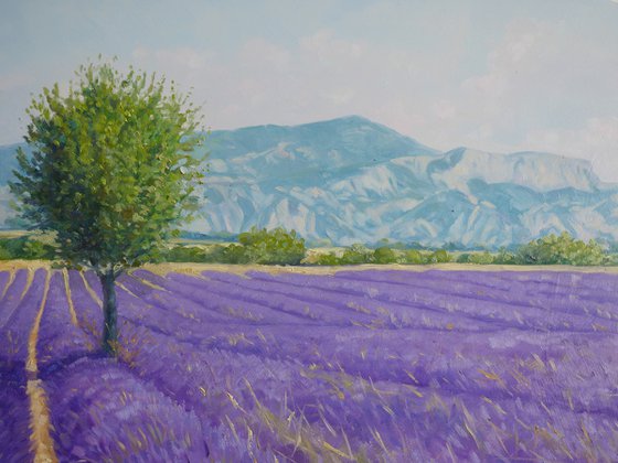 Fields of lavande in Provence