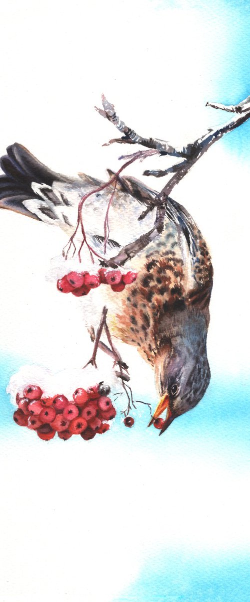 Fieldfare by Maryna Boiko