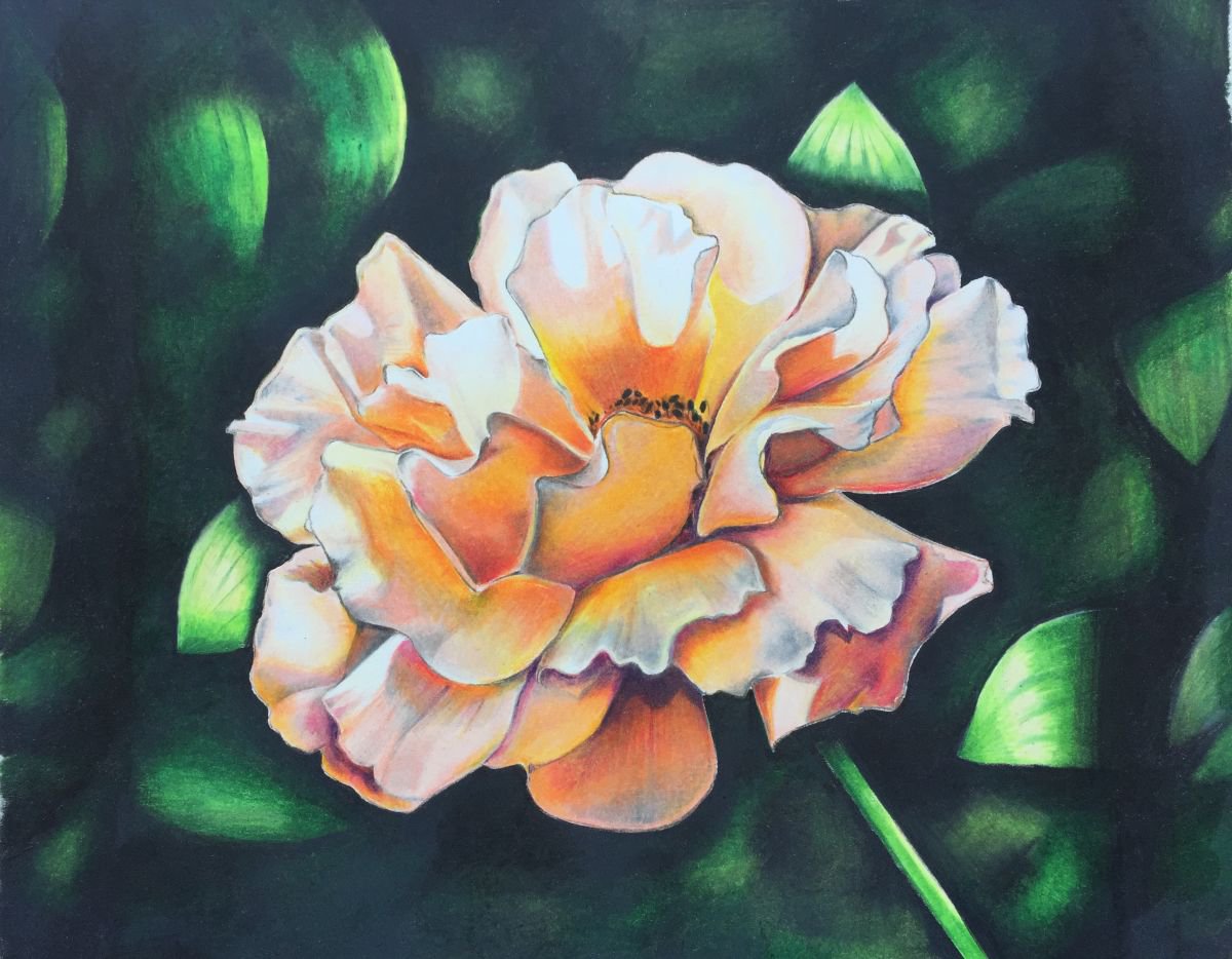 Photorealistic Pencil Drawing , Peach Rose By Karen Elaine Evans, 12 X 10, Artwork For Sale On Artfinder