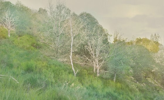 Landscape Greens