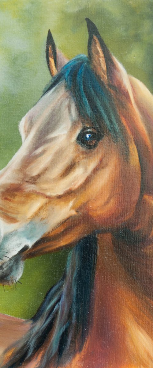 Horse portrait by Norma Beatriz Zaro