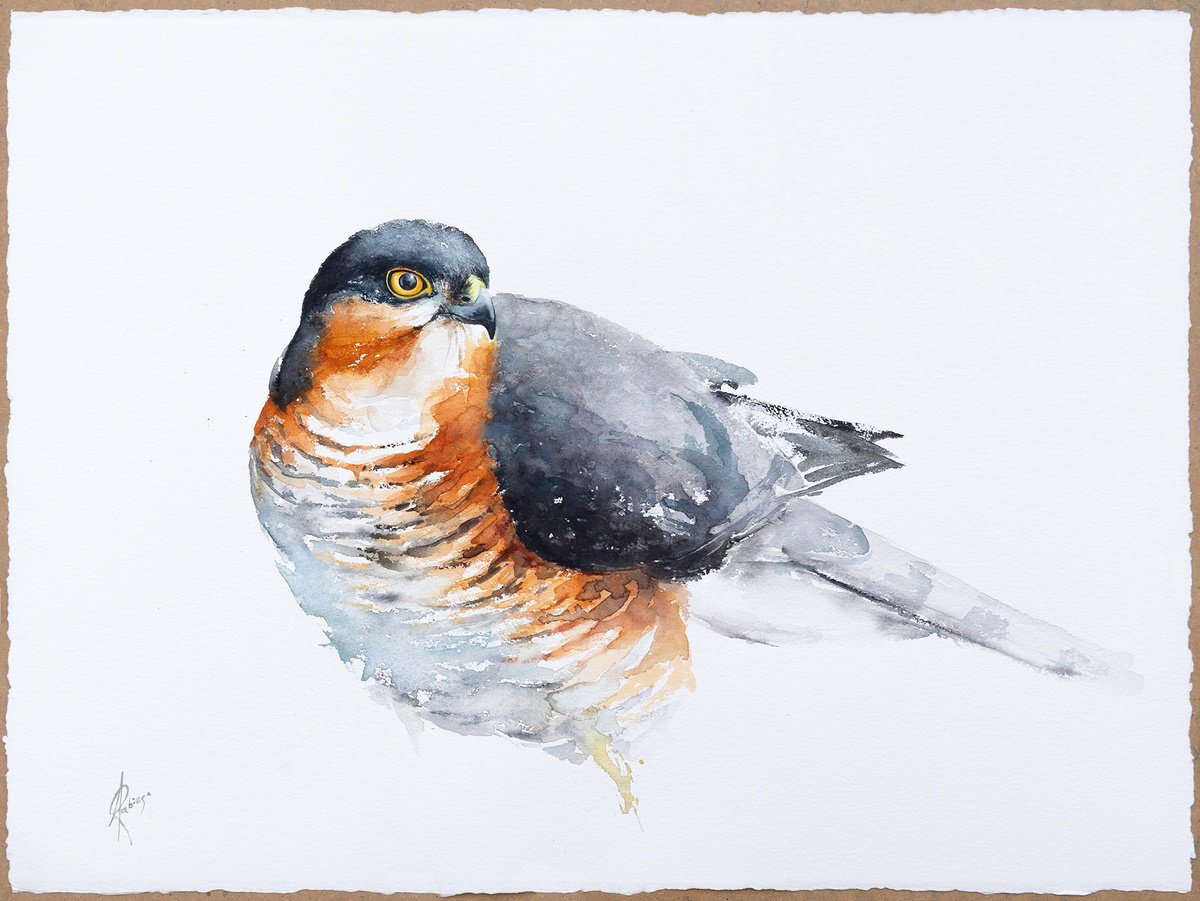 Animal Watercolour By Andrzej Rabiega, 30 X 22, Eurasian Sparrowhawk (Accipiter Nisus), Original Artwork