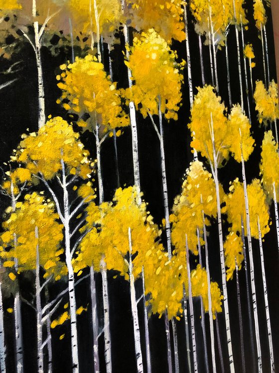 Yellow Aspens in dark forest