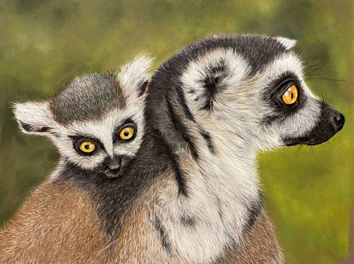 Lemurs by Maxine Taylor