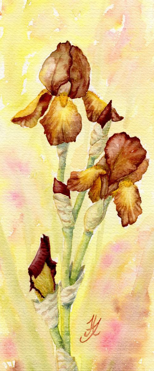 Brown Irises by Jenny Alsop