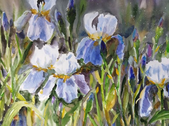 Twilight Irises
