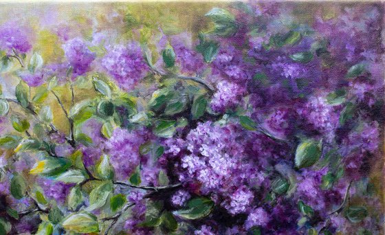 Sunny Lilac