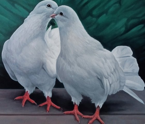White Pigeons in Love