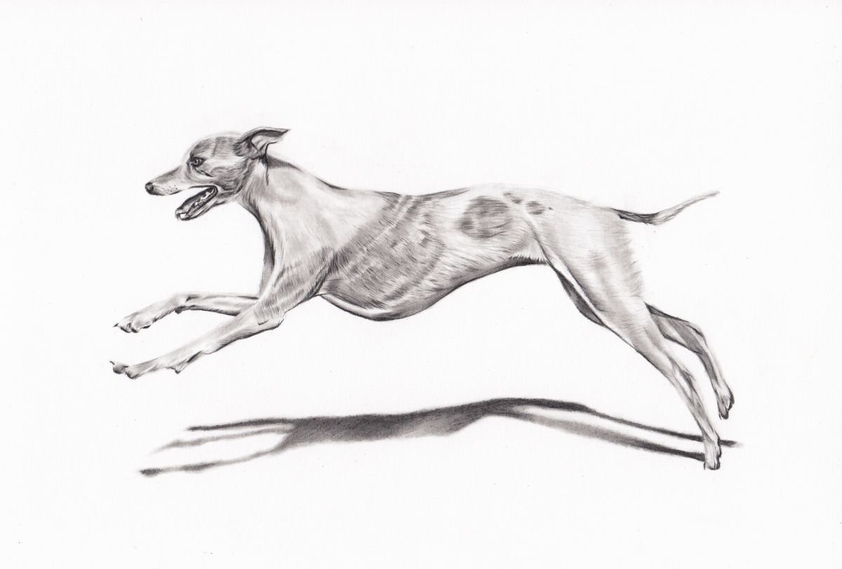 Whippet by Gemma Duffield