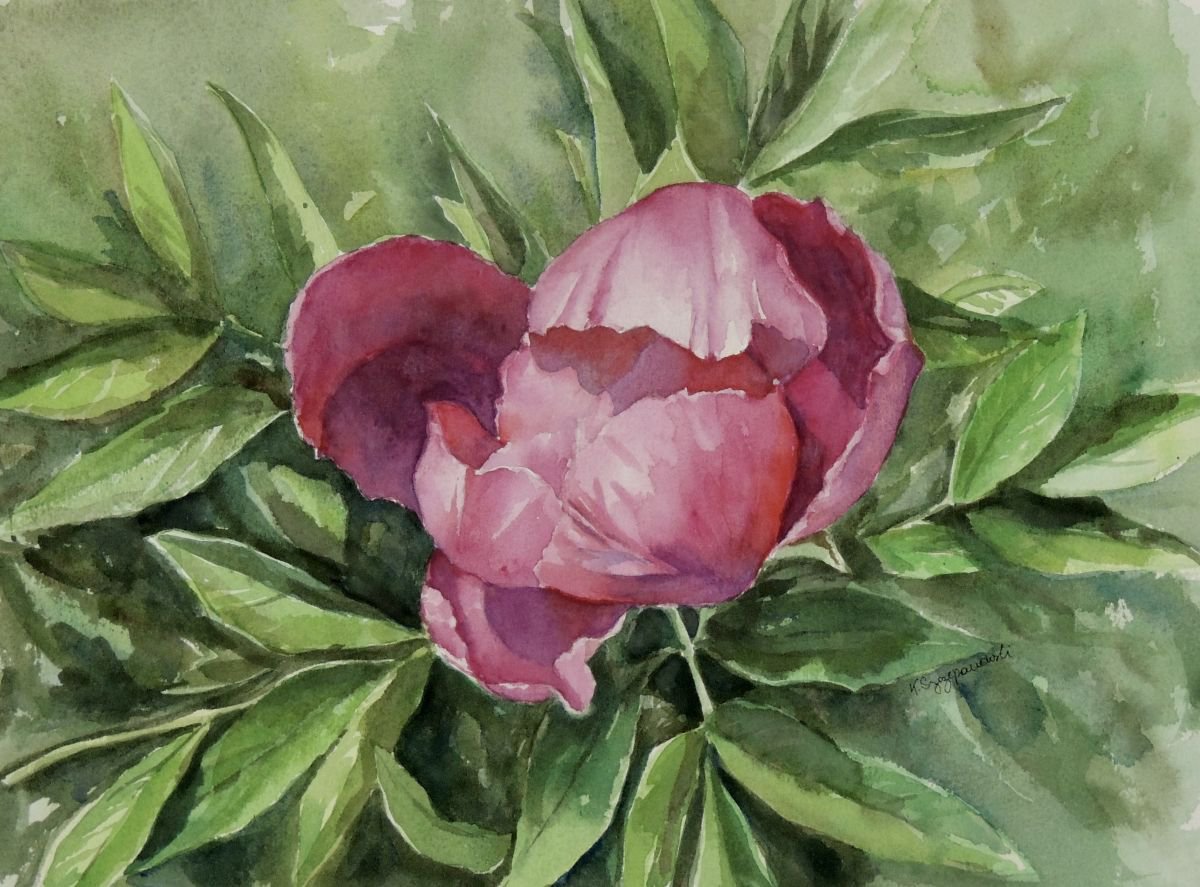 Budding Peony Watercolour by Krystyna Szczepanowski | Artfinder