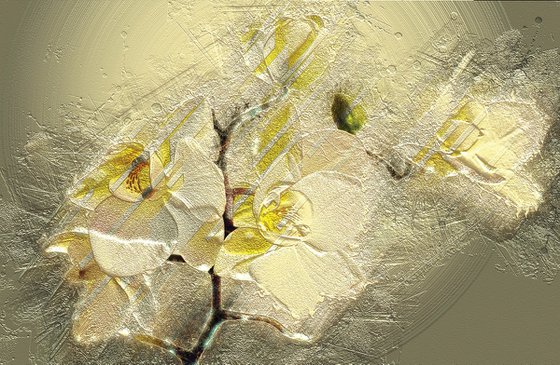 Orquídea