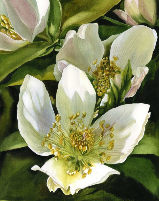 Winter rose (Hellebore)