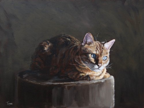Cat in thought by Tom Clay