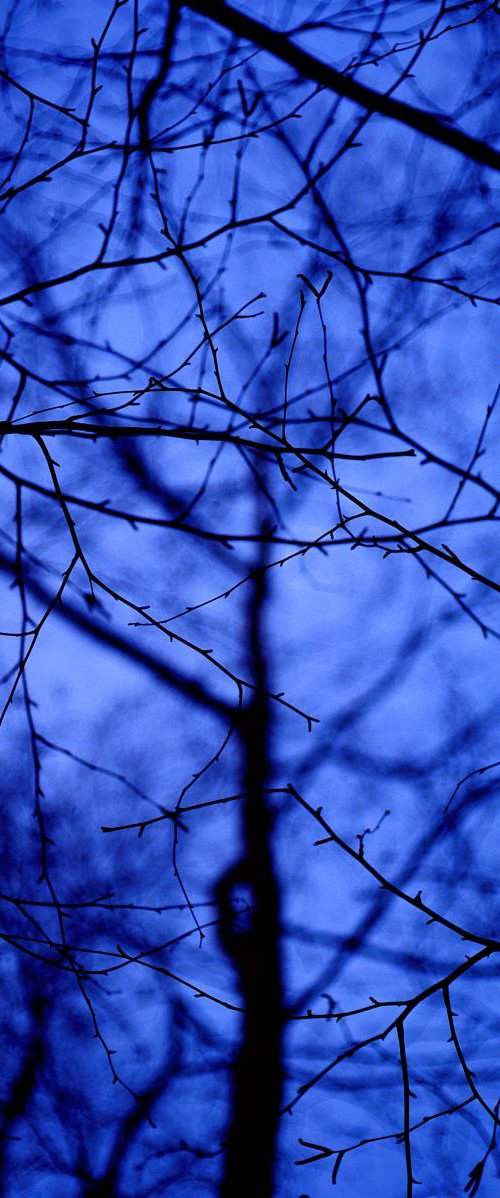 Blue Tree #2 by James Cooper Images