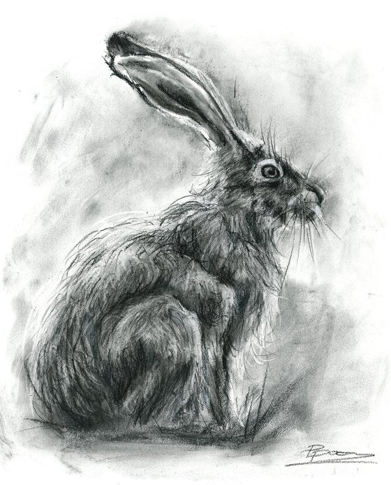 The Rabbit - Charcoal drawing
