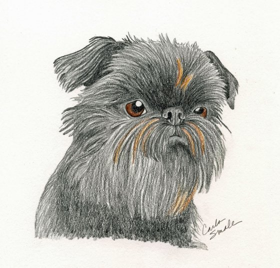 Brussels Griffon Pet Dog Art Original Drawing-Carla Smale